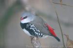 Diamond firetail