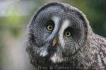 Great grey owl