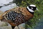 Reeve's pheasant