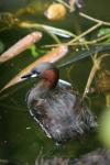 Little grebe *