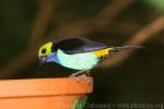 Paradise tanager