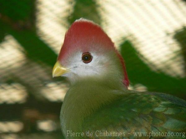 Red-crested turaco