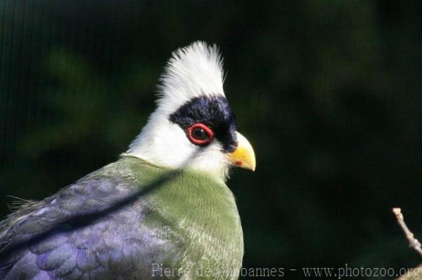 White-crested turaco