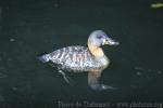 White-backed duck