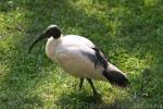 Madagascar sacred ibis