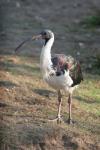 Straw-necked ibis