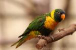 Edwards' lorikeet