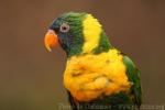 Edwards' lorikeet