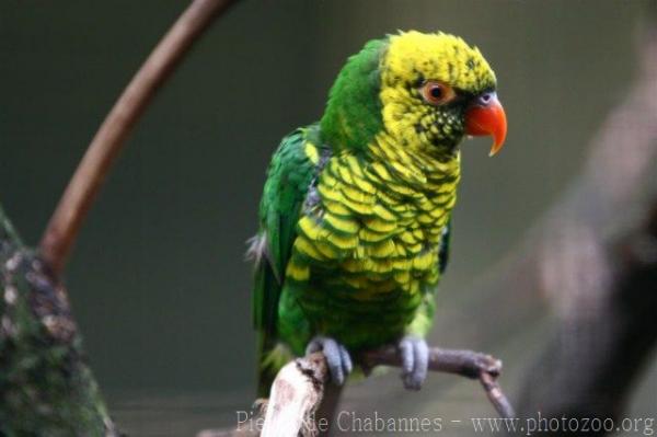 Yellow-and-green lorikeet