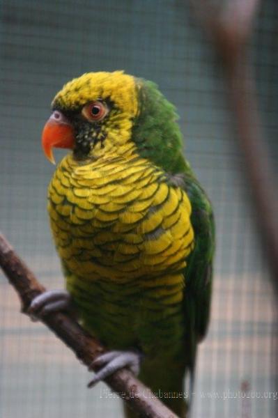 Yellow-and-green lorikeet