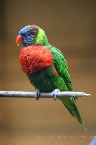 Rainbow lory