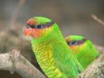 Mindanao lorikeet