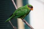 Mindanao lorikeet