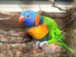 Red-collared lorikeet