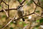 Red-fronted barbet