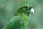 Blue-bellied parrot