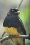 White-tailed trogon