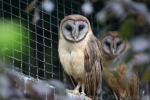 Ashy-faced owl