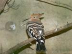 Common hoopoe