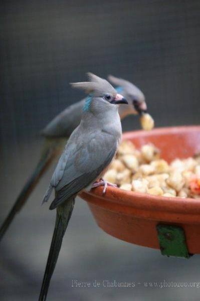 Blue-naped mousebird