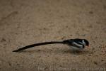 Pin-tailed whydah