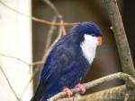 Blue lorikeet *