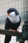 Blue lorikeet *