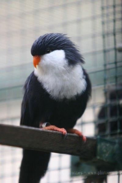 Blue lorikeet *