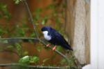 Blue lorikeet *