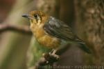 Orange-headed thrush