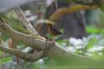 Orange-headed thrush *