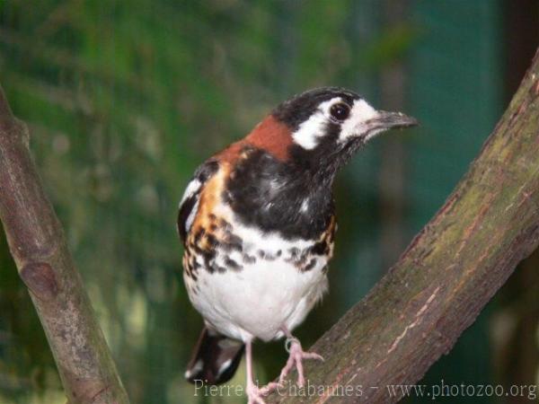 Chestnut-backed thrush