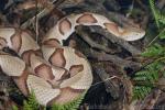 Northern copperhead