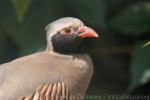 Philby's partridge