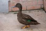 Meller's duck