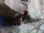 Golden eagle