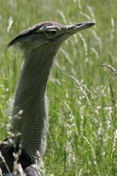 Kori bustard *