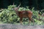 Indian hog deer