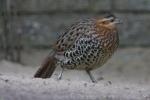 Mountain bamboo-partridge