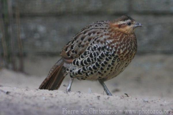 Mountain bamboo-partridge