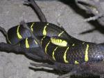 Mainland mangrove snake