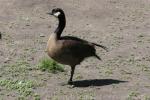 Cackling goose