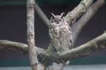 Greyish eagle-owl