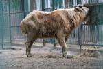 Golden takin