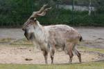 Turkmenistan markhor