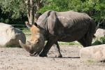 Southern white rhinoceros *