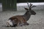 Altai wapiti