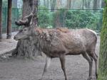 Bukhara red deer