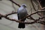 Blue ground-dove