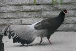 Brown eared-pheasant